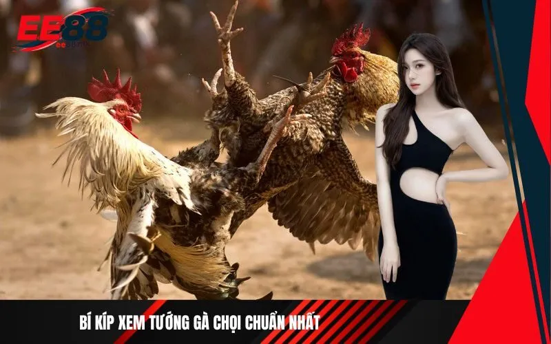 Bí kíp xem tướng gà chọi chuẩn nhất
