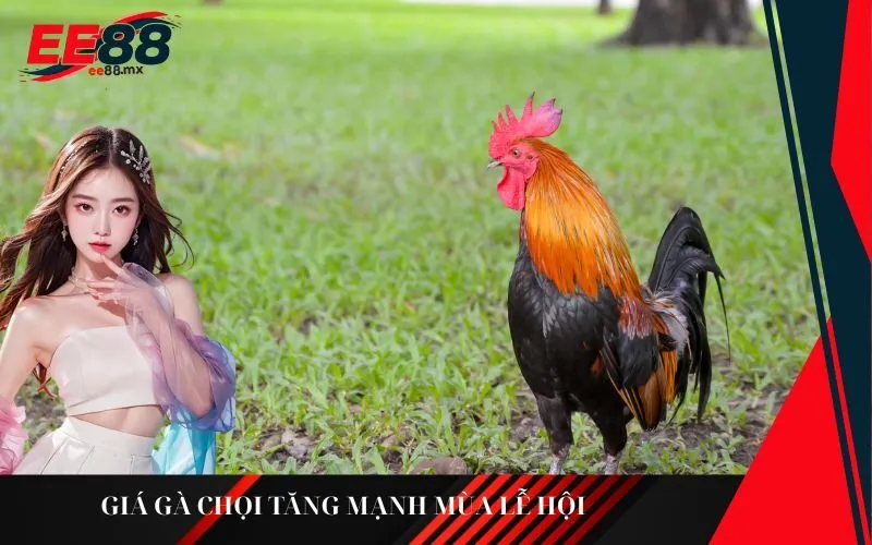Giá gà chọi tăng mạnh mùa lễ hội