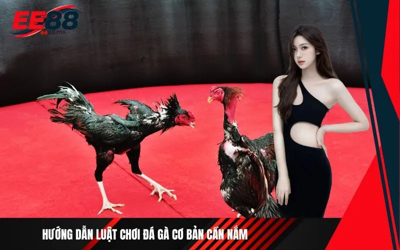 Hướng dẫn luật chơi đá gà cơ bản cần nắm