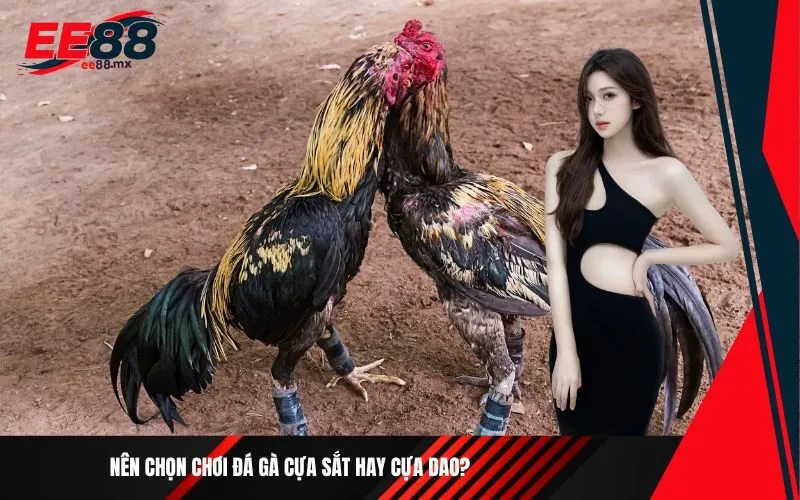 Nên chọn chơi đá gà cựa sắt hay cựa dao