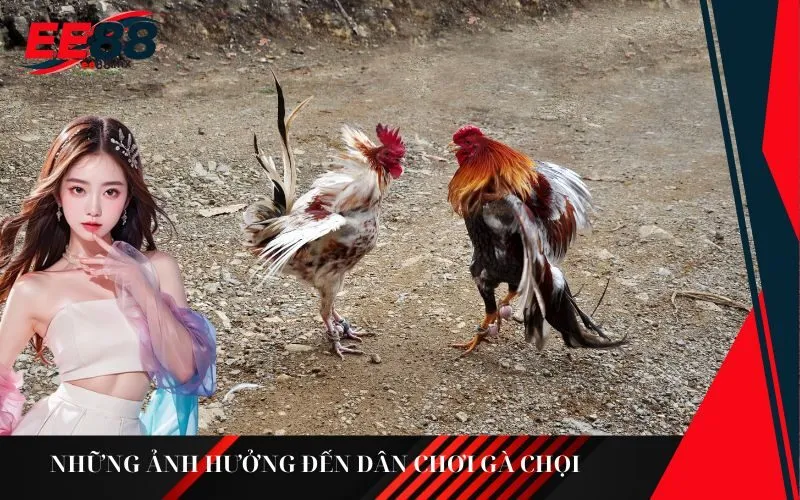 Những ảnh hưởng đến dân chơi gà chọi