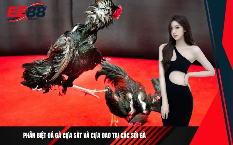 Phân biệt đá gà cựa sắt và cựa dao tại các sới gà