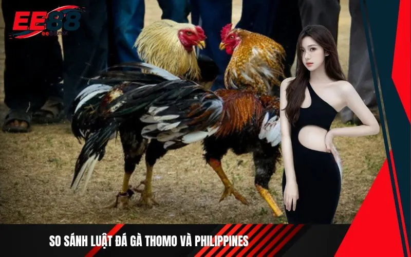 So sánh luật đá gà Thomo và Philippines