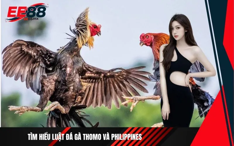 Tìm hiểu luật đá gà Thomo và Philippines
