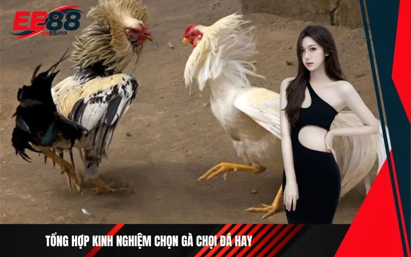 Tổng hợp kinh nghiệm chọn gà chọi đá hay